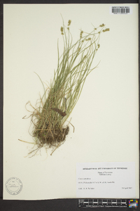 Carex retroflexa image