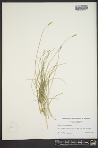 Carex retroflexa image