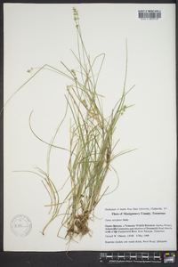 Carex retroflexa image