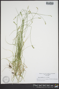 Carex retroflexa image