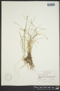 Carex retroflexa image