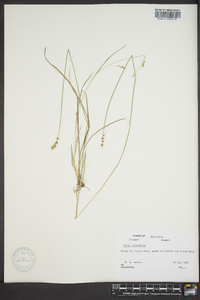 Carex retroflexa image