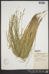 Carex seorsa image