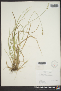 Carex seorsa image