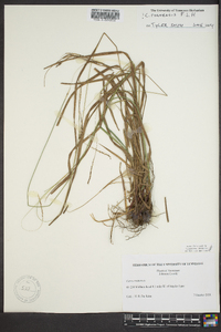 Carex roanensis image