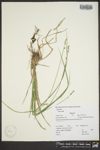 Carex rostrata image