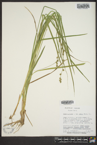 Carex rostrata image