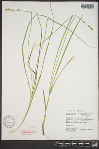 Carex rostrata image