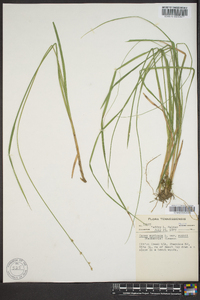 Carex rostrata image