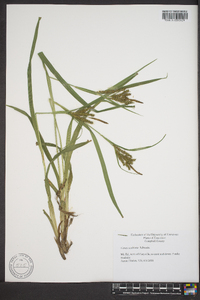 Carex scabrata image