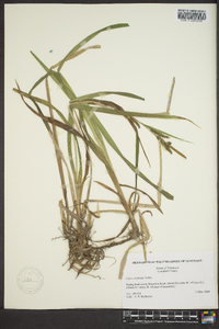 Carex scabrata image