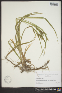 Carex scabrata image