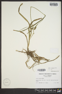 Carex scabrata image