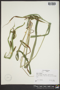 Carex scabrata image