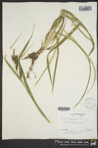 Carex scabrata image