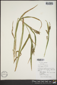 Carex scabrata image