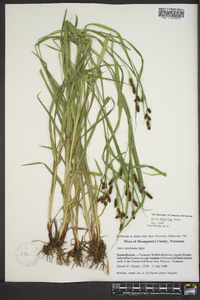 Carex shortiana image