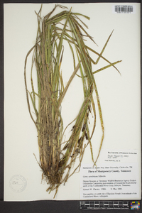 Carex shortiana image