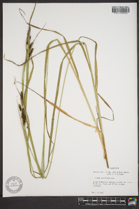 Carex shortiana image