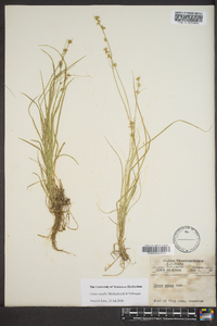 Carex socialis image