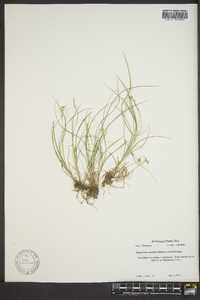 Carex socialis image