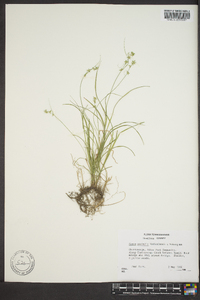 Carex socialis image