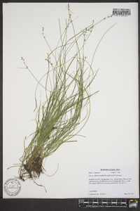 Carex socialis image