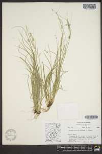 Carex socialis image