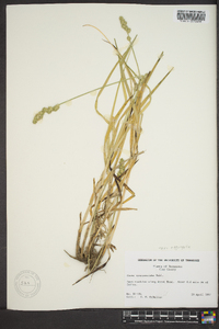 Carex sparganioides image