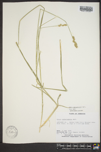 Carex sparganioides image