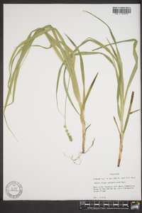 Carex sparganioides image