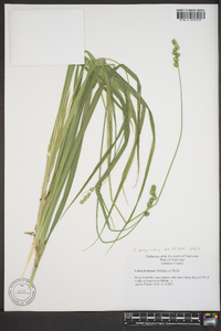 Carex sparganioides image