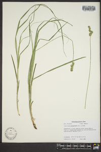 Carex sparganioides image