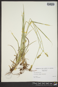 Carex sparganioides image