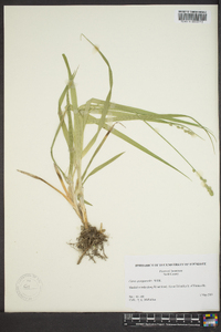 Carex sparganioides image