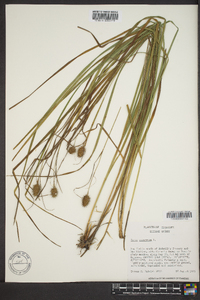 Carex squarrosa image