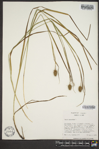 Carex squarrosa image