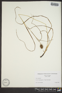 Carex squarrosa image