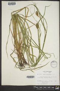 Carex squarrosa image