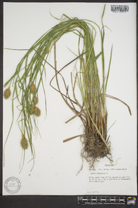 Carex squarrosa image