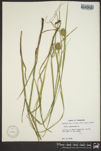 Carex squarrosa image