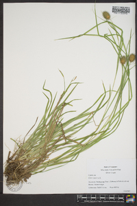 Carex squarrosa image