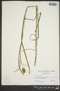 Carex squarrosa image