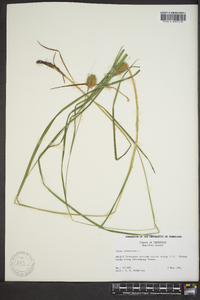 Carex squarrosa image