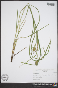 Carex squarrosa image