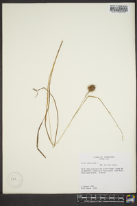 Carex squarrosa image