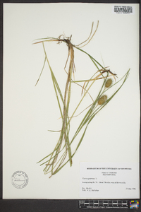 Carex squarrosa image