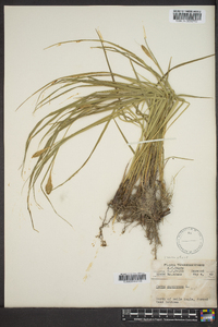 Carex squarrosa image