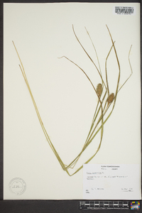 Carex squarrosa image