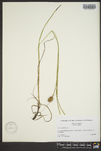 Carex squarrosa image